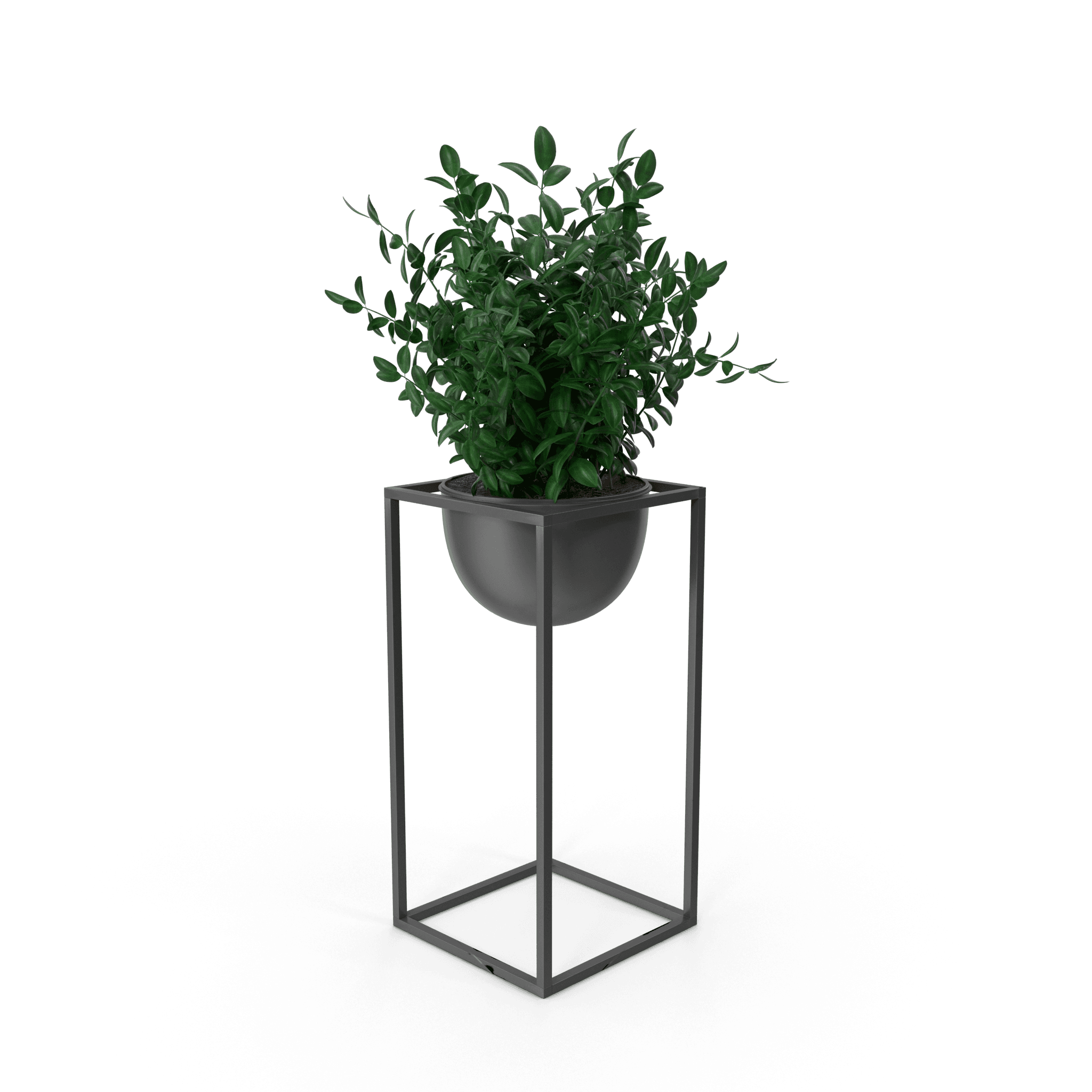家居装饰植物 - Thumbnail 2