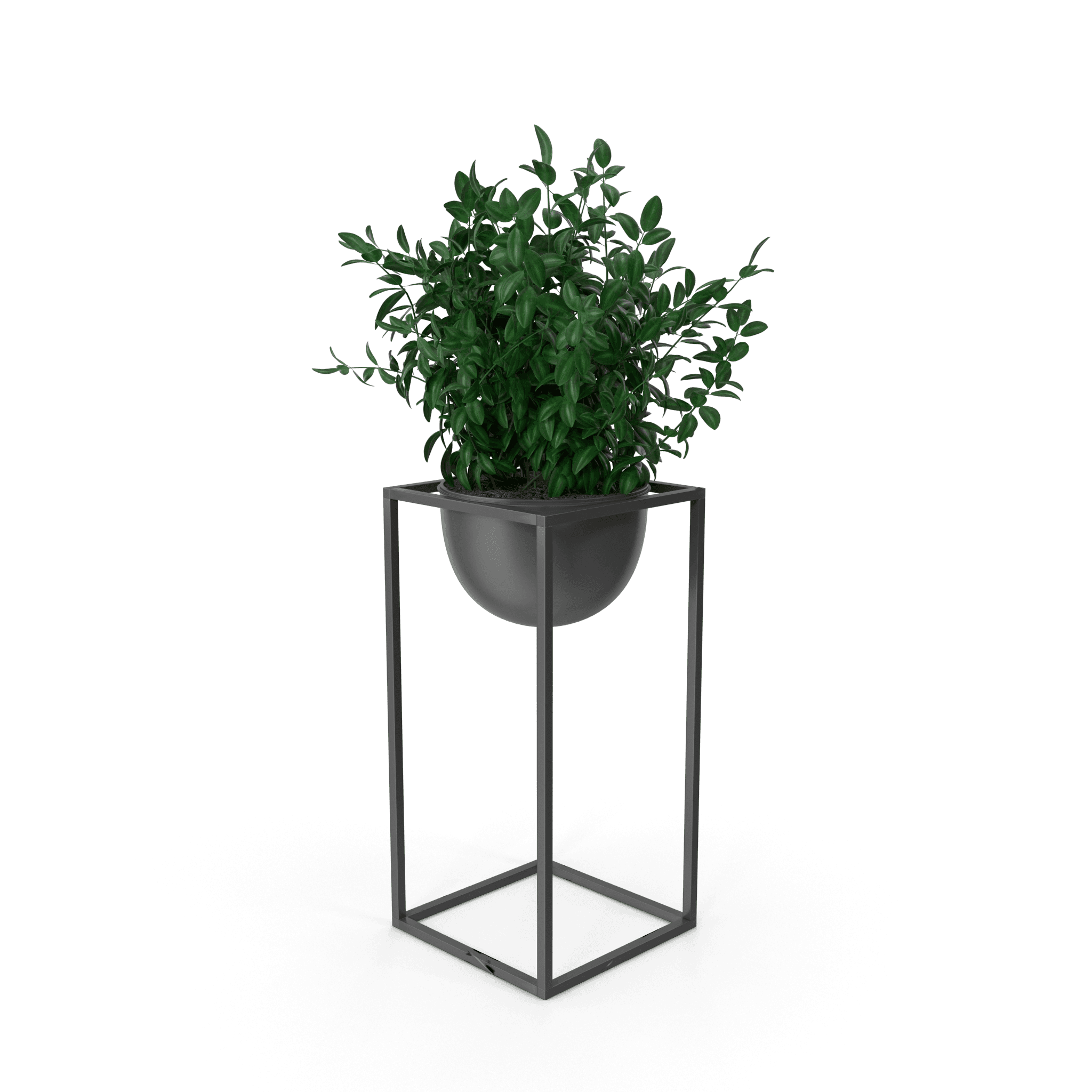 家居装饰植物 - Thumbnail 3
