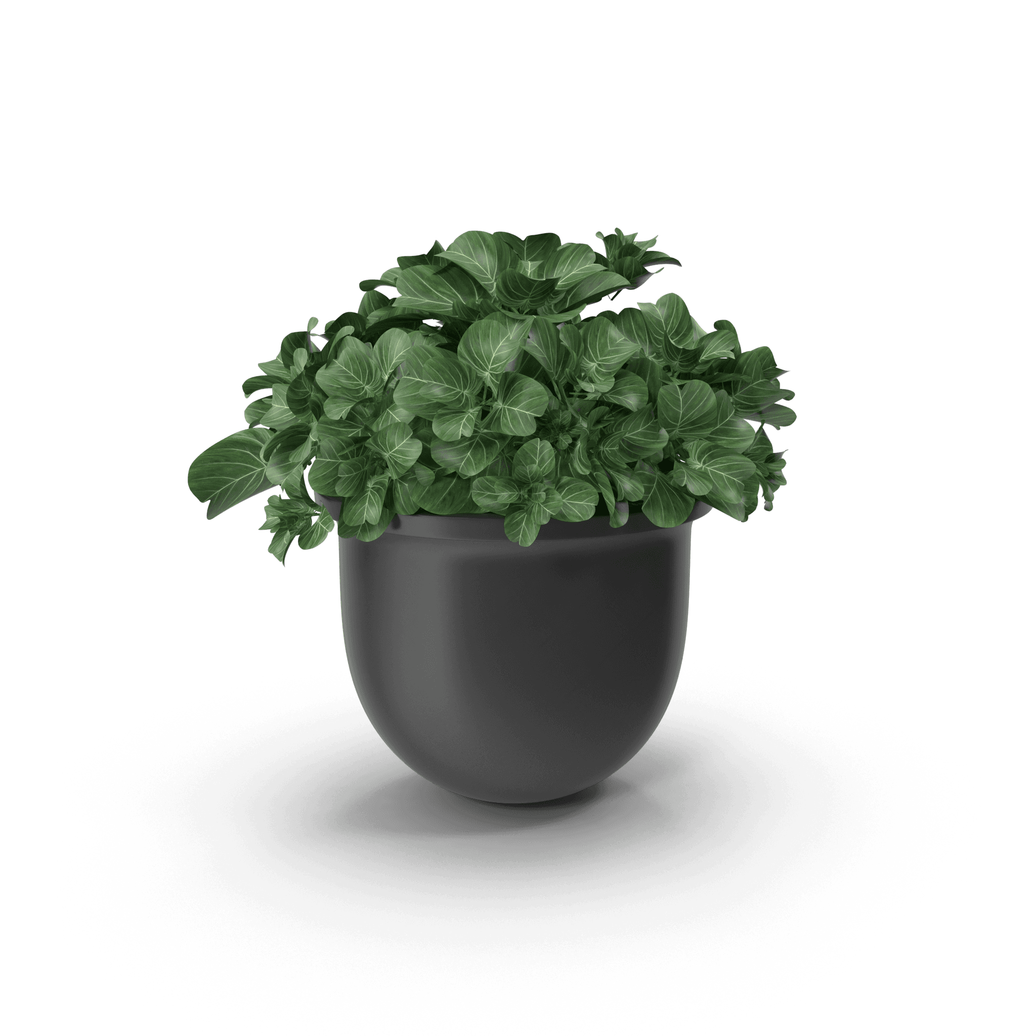植物盆栽