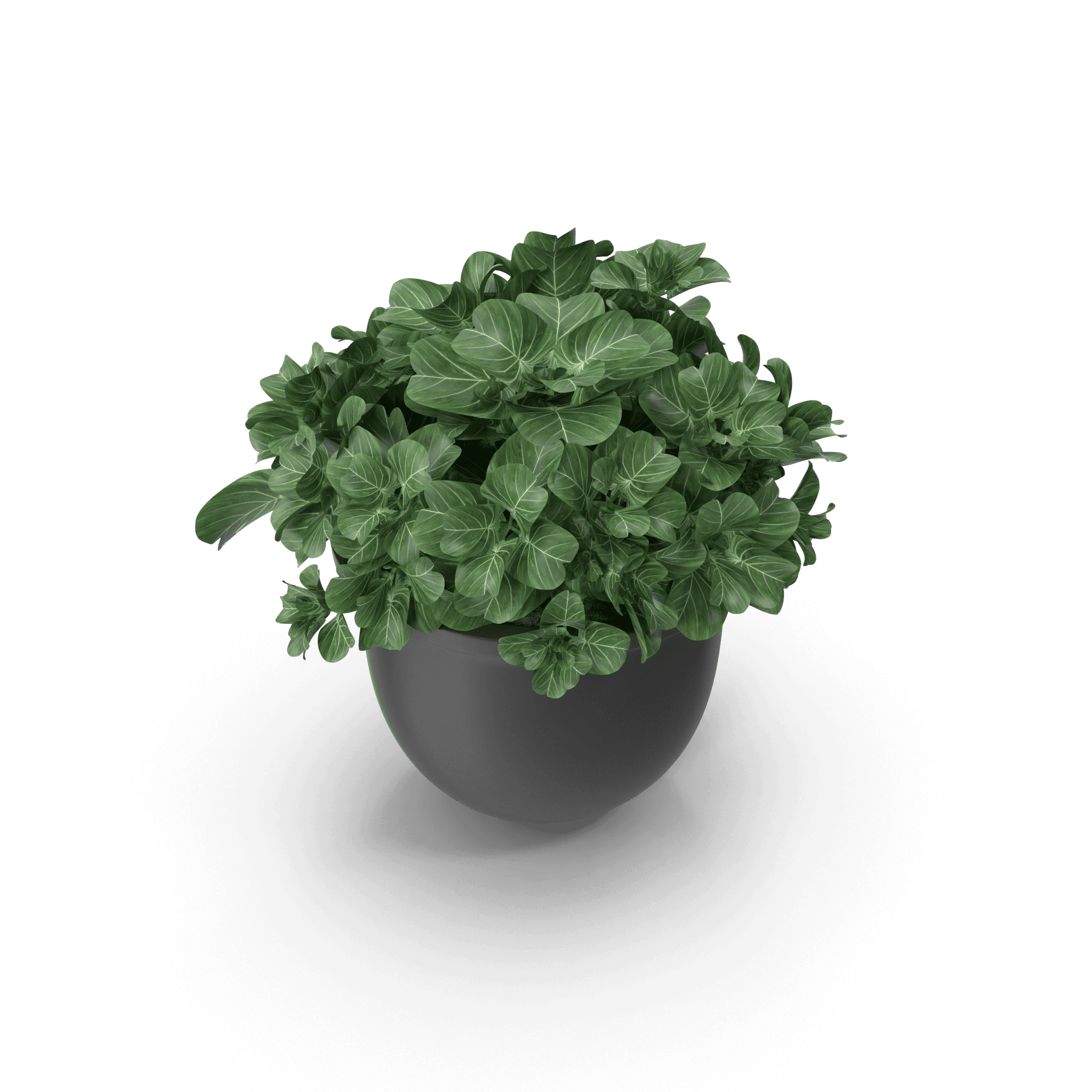 Plant Pot - Thumbnail 3