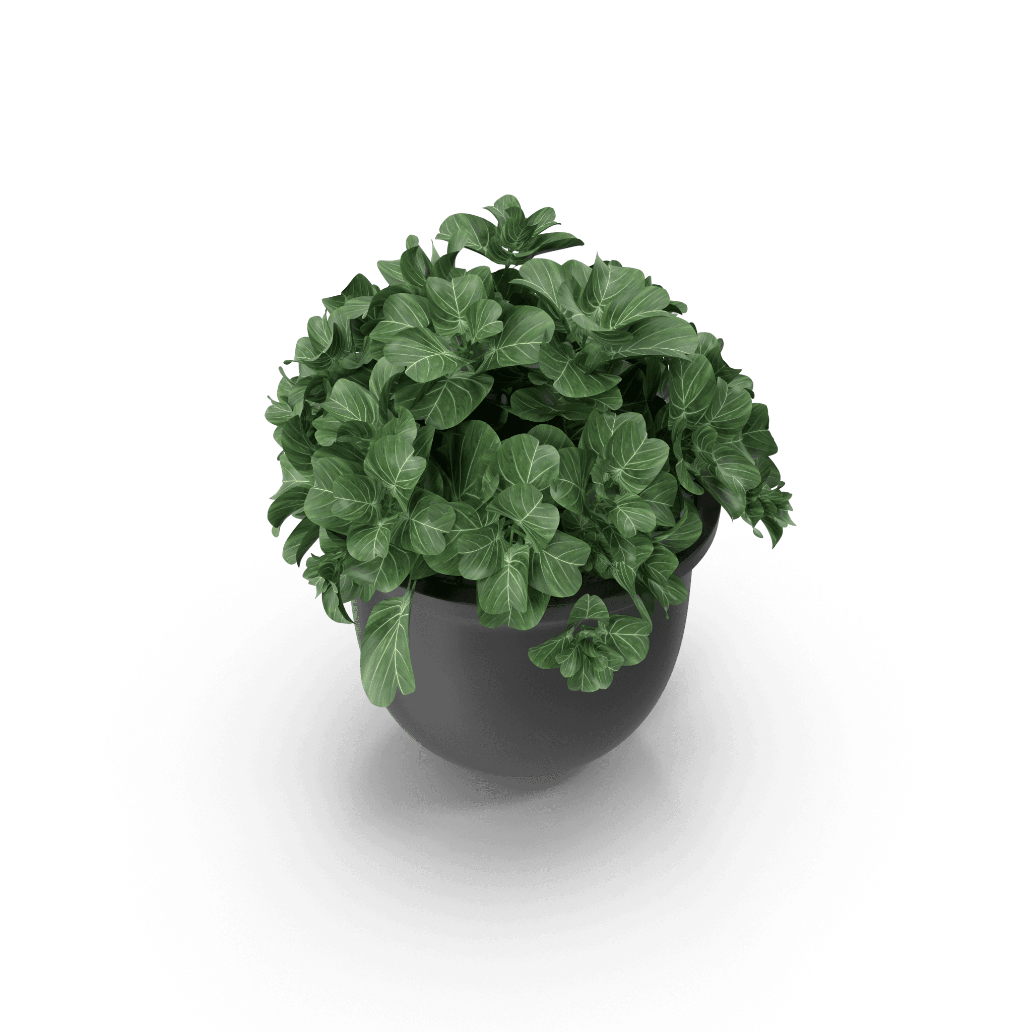 Plant Pot - Thumbnail 4